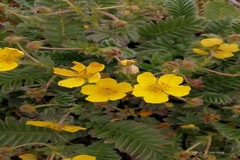 Potentilla anserina